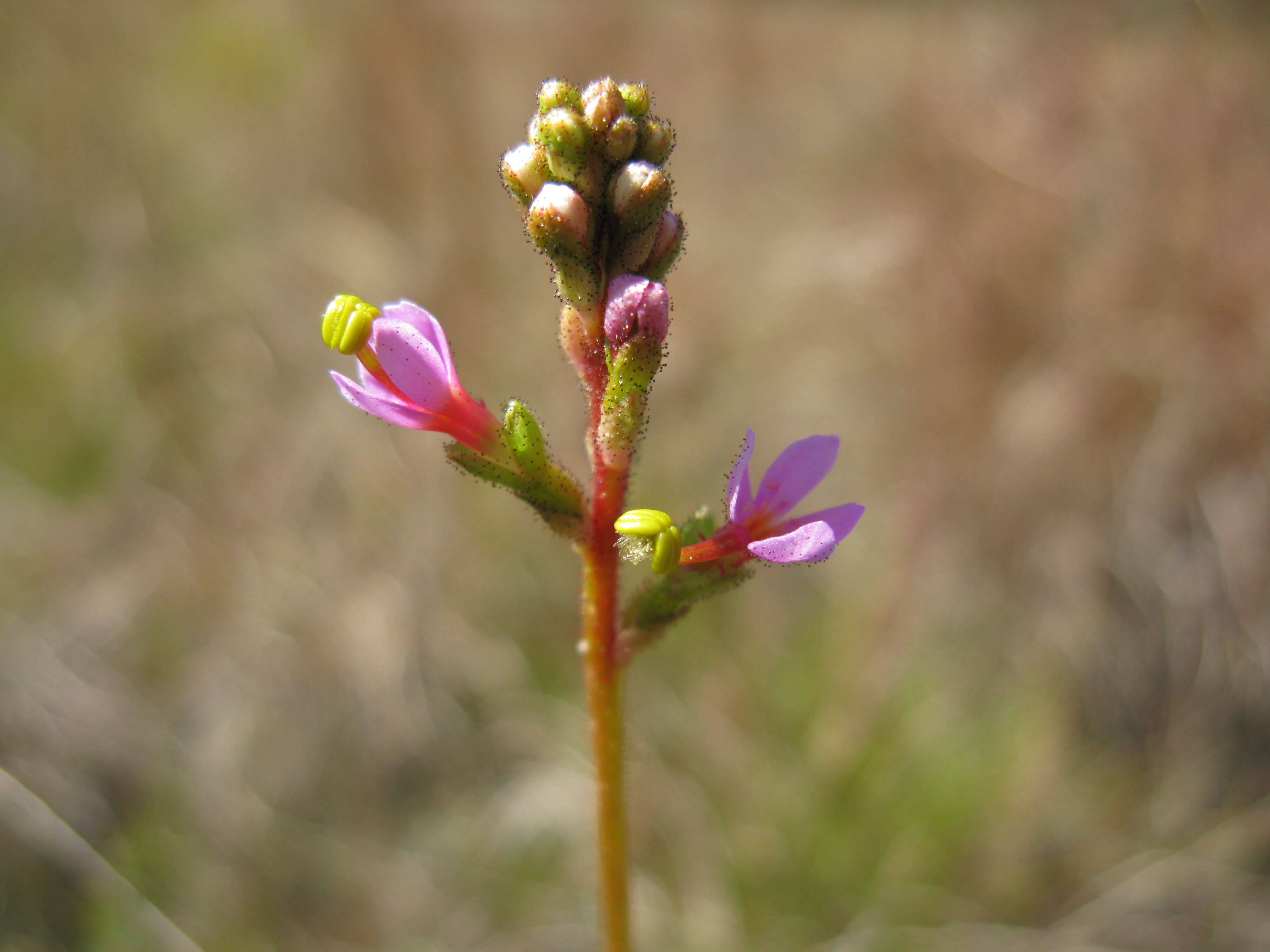 Image de Stylidium graminifolium Sw. ex Willd.