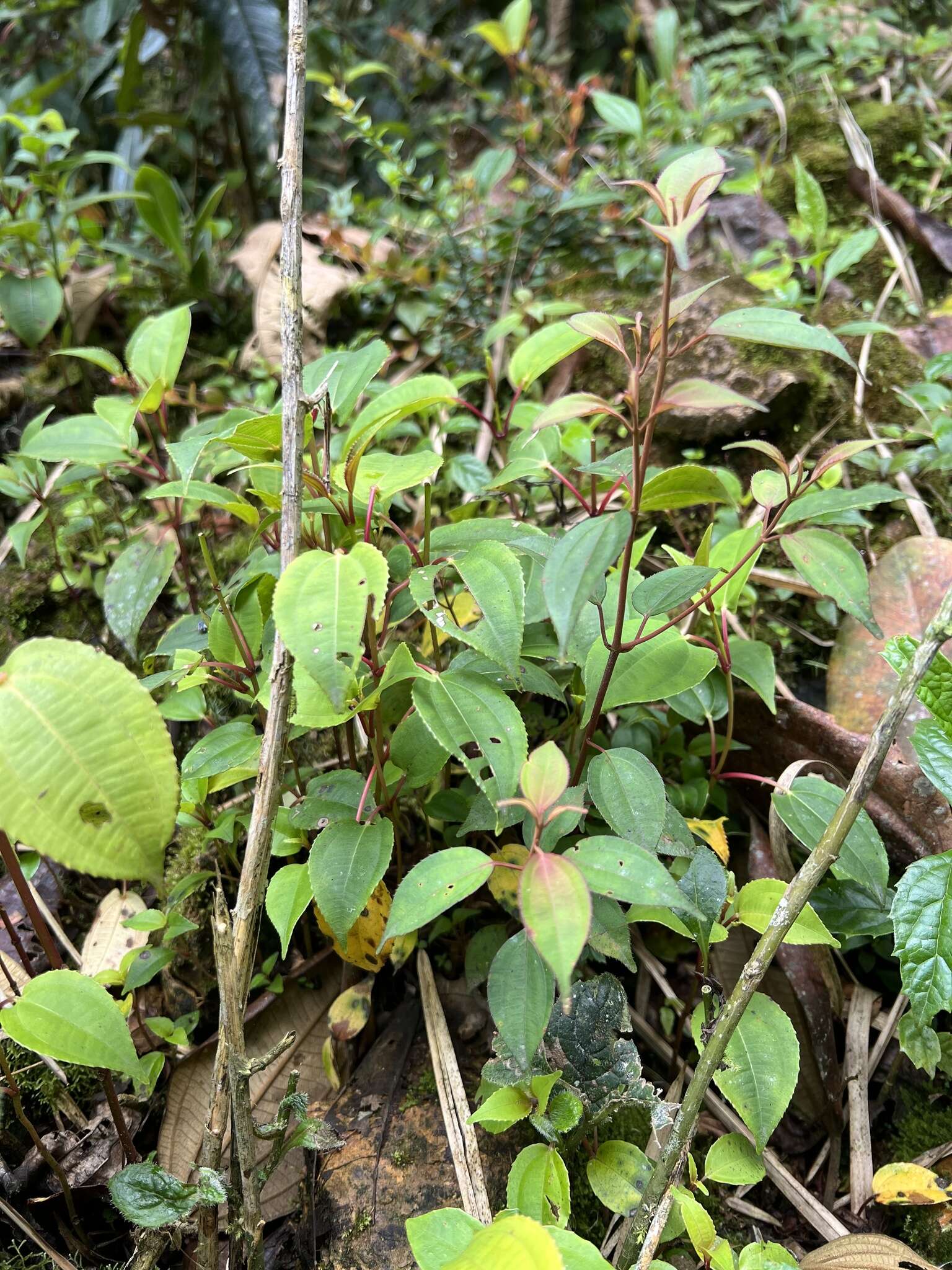 Image of Axinaea scutigera Triana