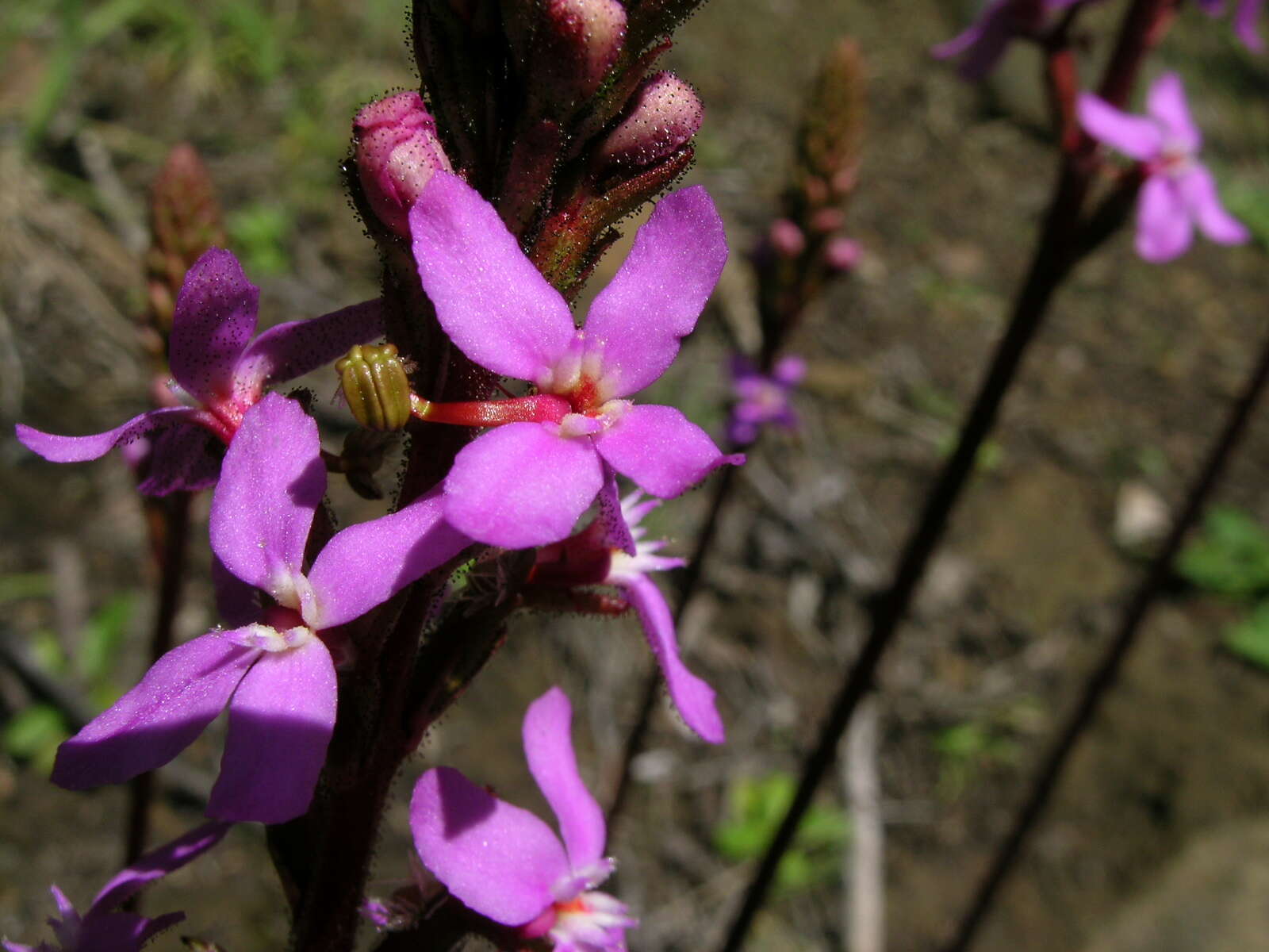 Image de Stylidium graminifolium Sw. ex Willd.