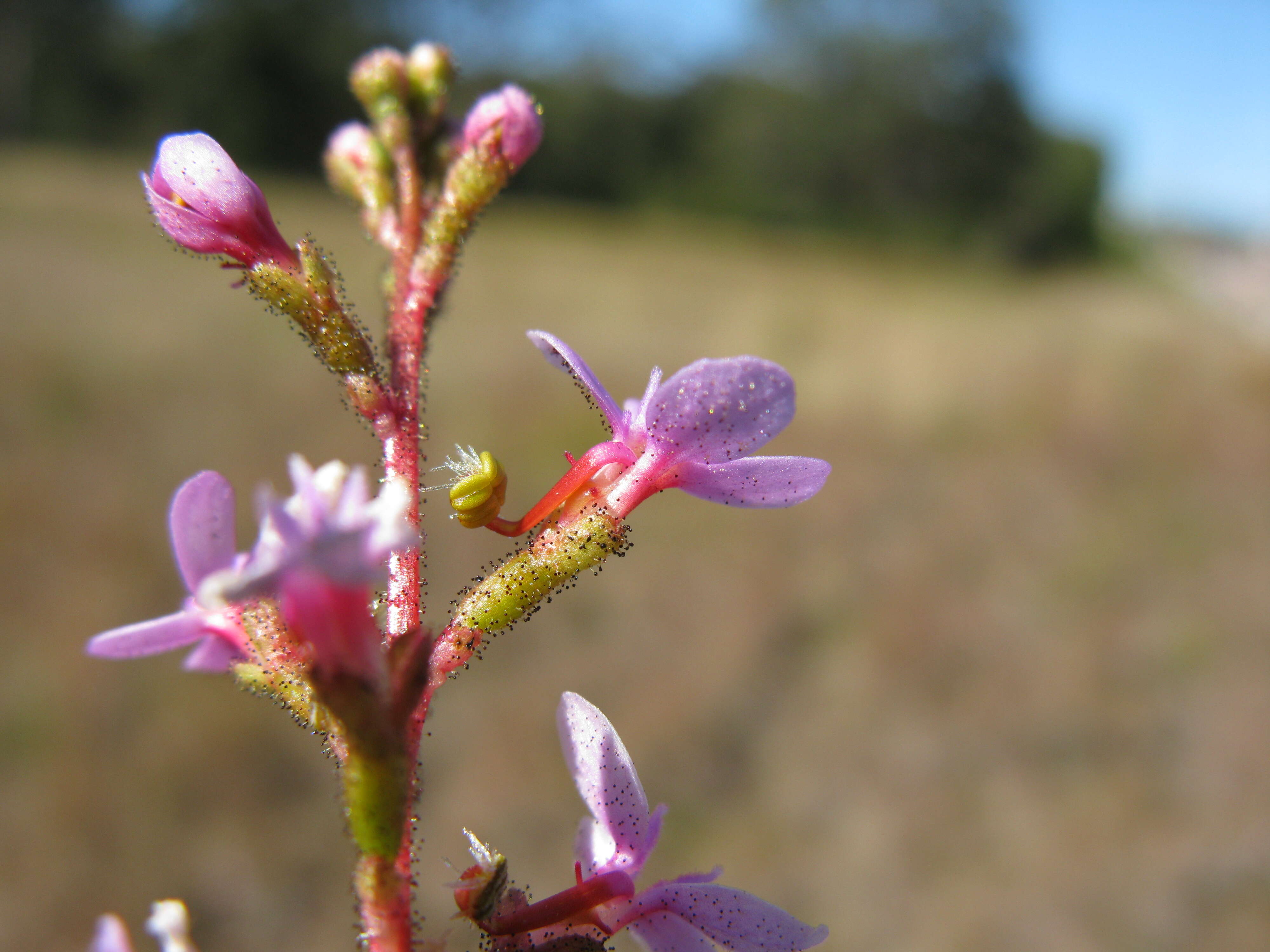 Image de Stylidium graminifolium Sw. ex Willd.