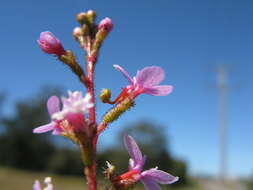 Image de Stylidium graminifolium Sw. ex Willd.