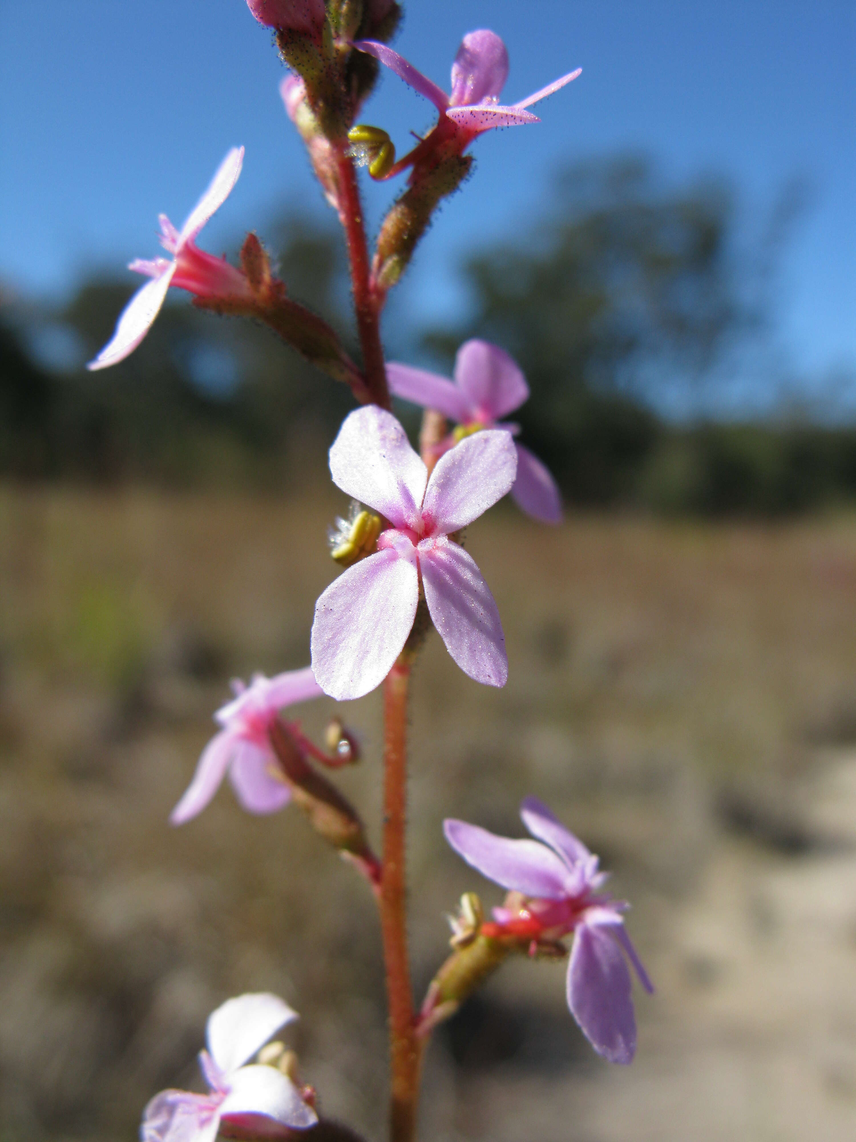 Image de Stylidium graminifolium Sw. ex Willd.