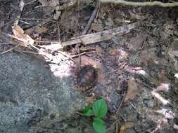 Image of Colima Wood Turtle