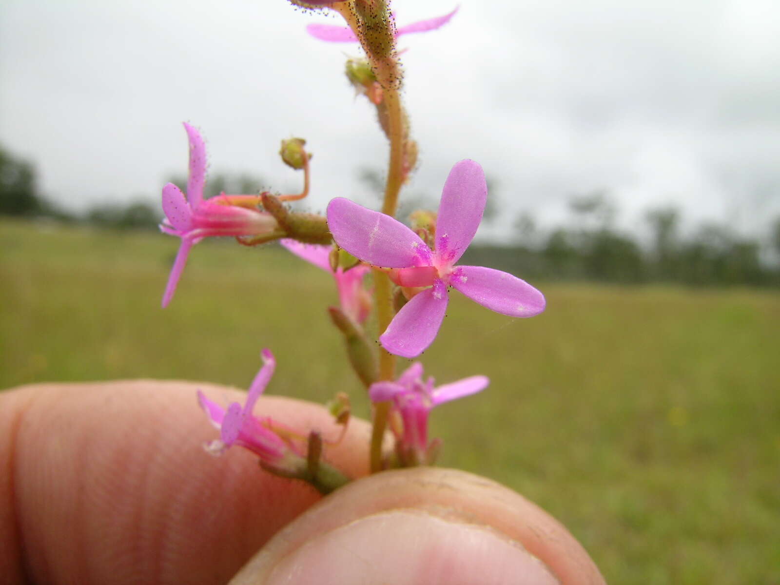 Image de Stylidium graminifolium Sw. ex Willd.