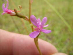 Image de Stylidium graminifolium Sw. ex Willd.