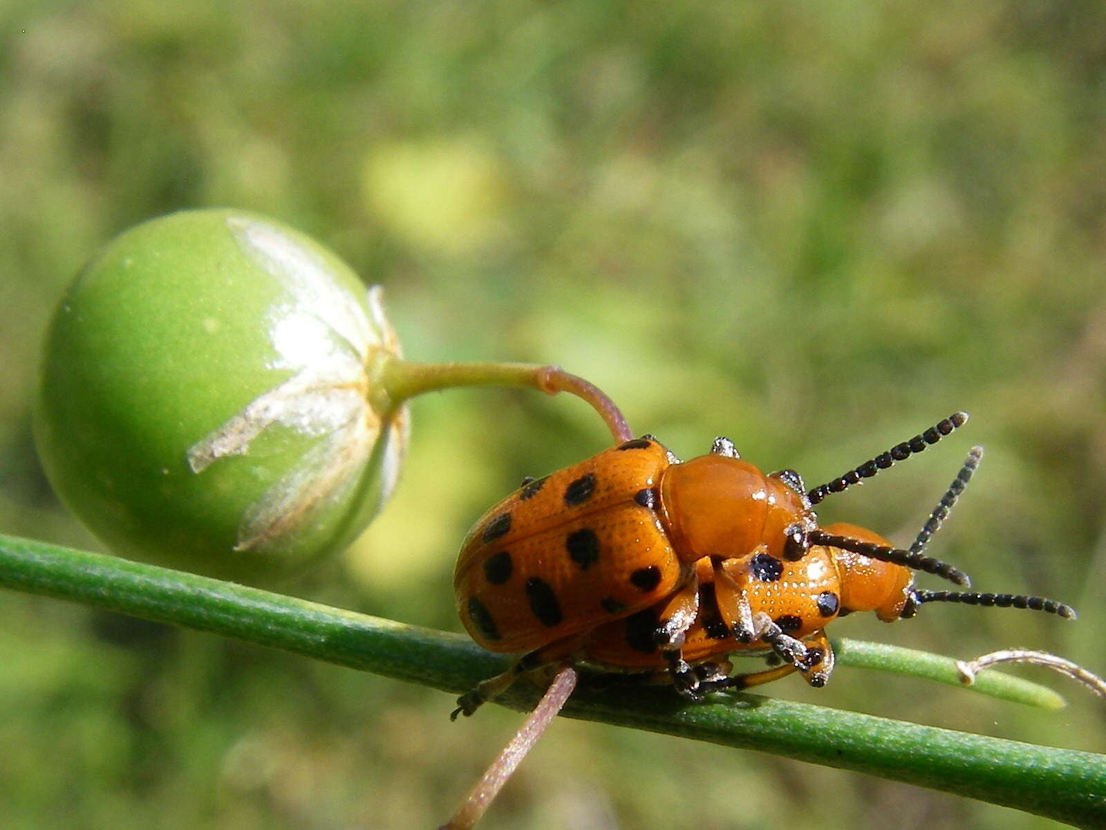 Image of Spotted asparagus beetle