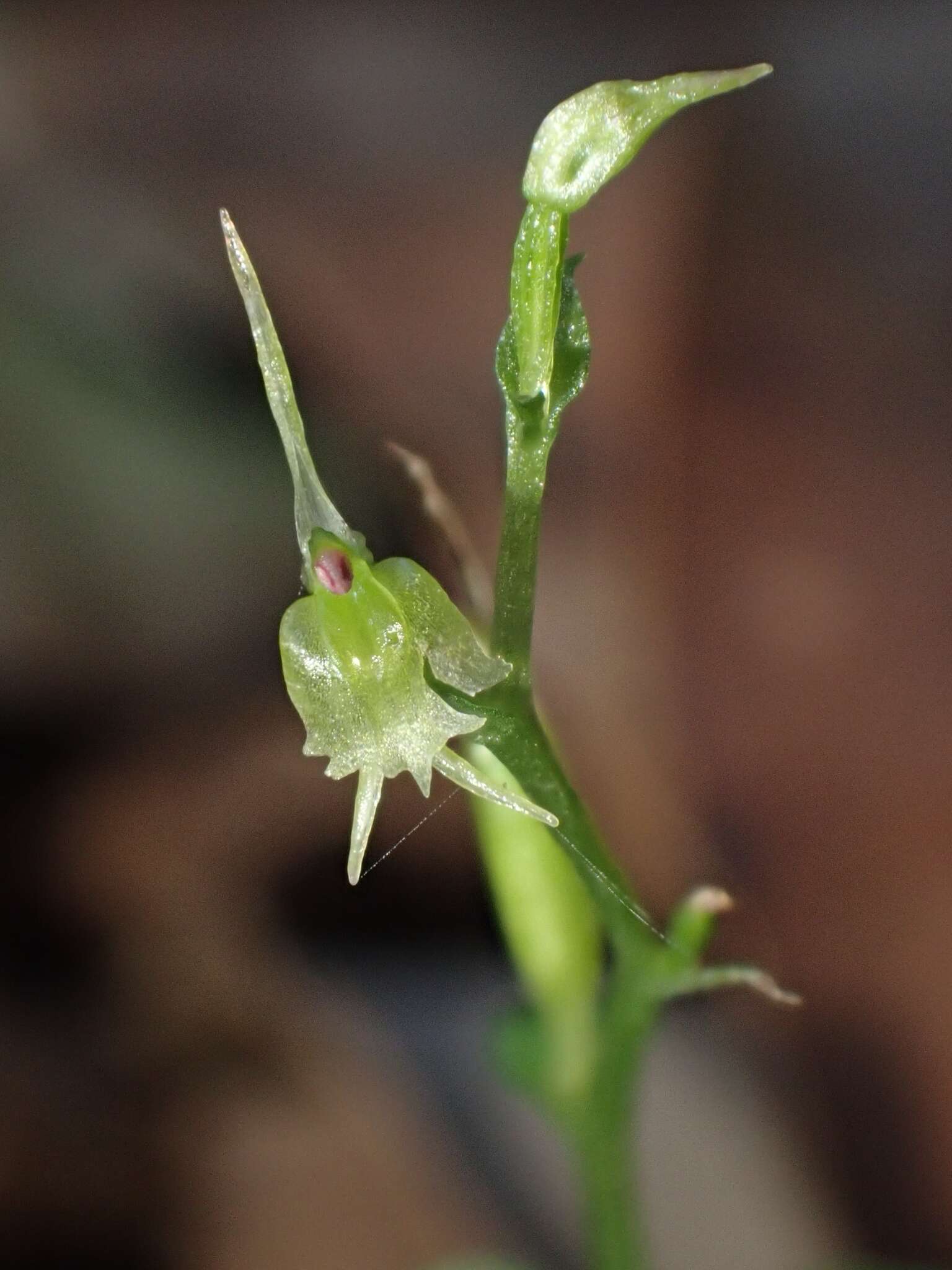 Acianthus amplexicaulis (F. M. Bailey) Rolfe resmi