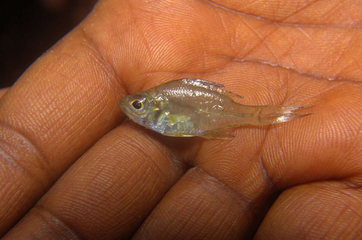 Image of Day&#39;s glass fish