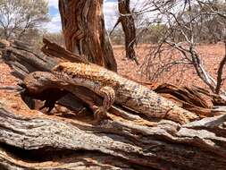 Image of Pygmy Spiny-tailed Skink