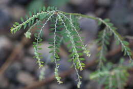 Image de Phyllanthus debilis J. G. Klein ex Willd.