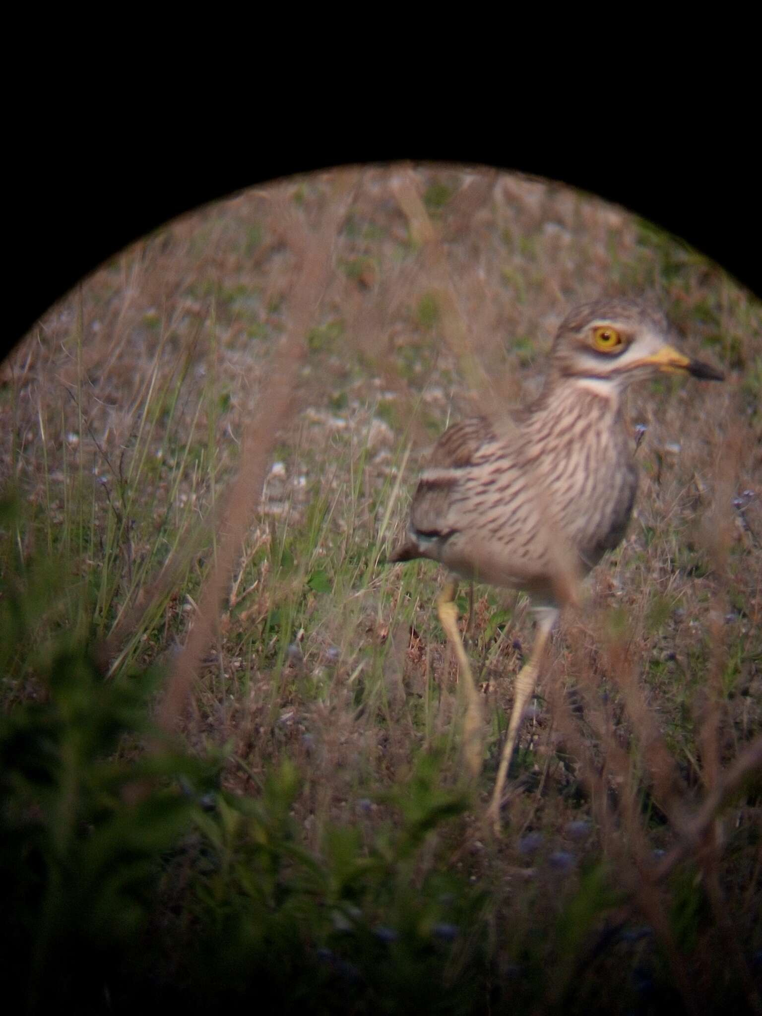 Image of Eurasian Stone-curlew