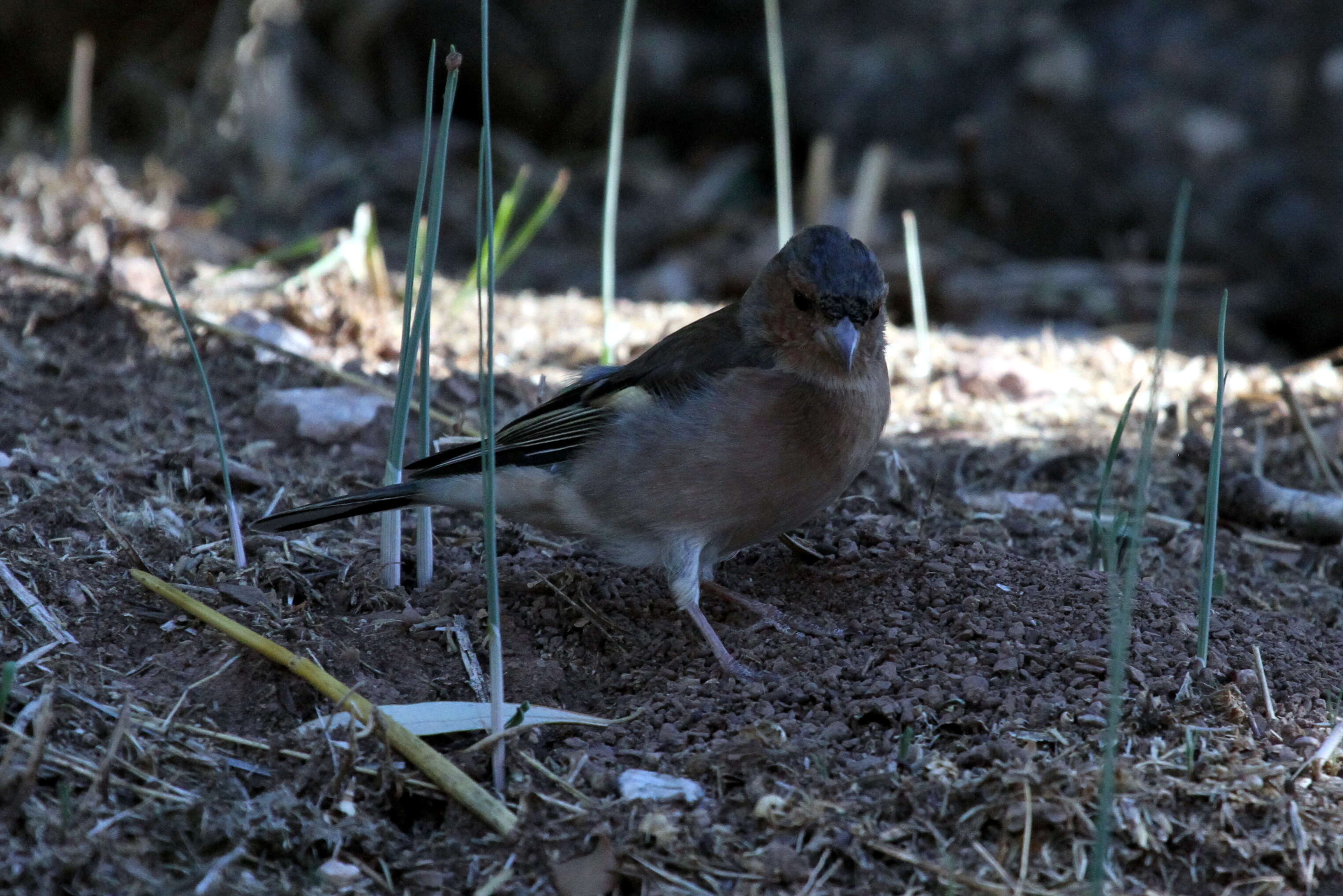 Image of Fringilla Linnaeus 1758