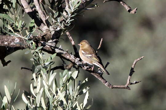 Image of Fringilla Linnaeus 1758