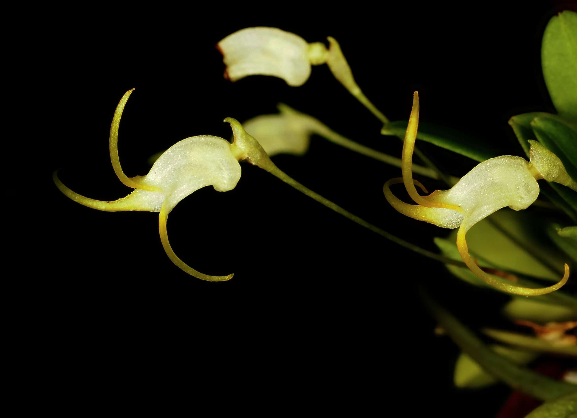 Image of masdevallia