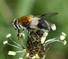 Leucozona lucorum (Linnaeus 1758) resmi