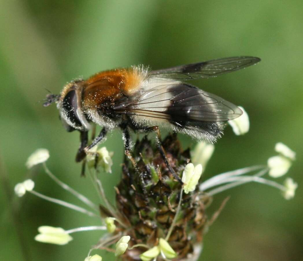 Leucozona lucorum (Linnaeus 1758) resmi