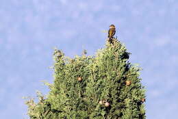 Image of Fringilla Linnaeus 1758