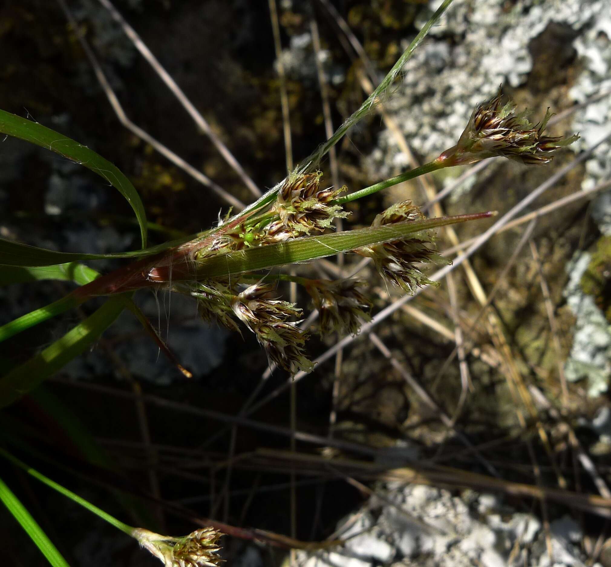 Image of Luzula banksiana var. orina Edgar