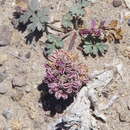 Image of wrinklewing springparsley