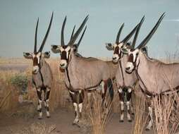 Image of Gemsbok