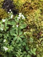 Galium echinocarpum Hayata resmi