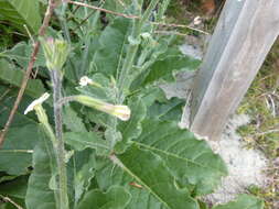 Image of Nicotiana maritima Wheeler