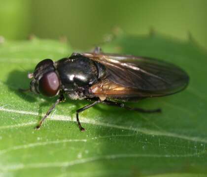 Image of <i>Cheilosia albitarsis</i>