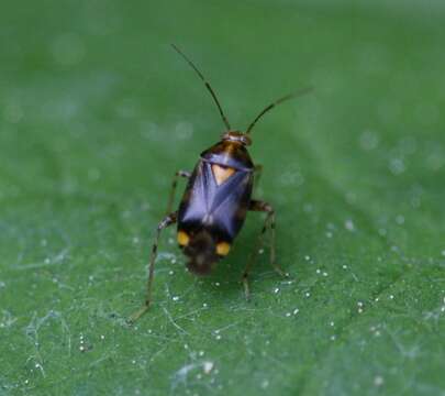 Image of Liocoris