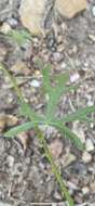 Image of Rusby's globemallow