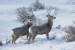 Image of Odocoileus hemionus hemionus (Rafinesque 1817)