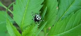 Image of Araneus angulatus personatus Simon 1929