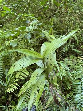 Corymborkis forcipigera (Rchb. fil. & Warsz.) L. O. Williams的圖片