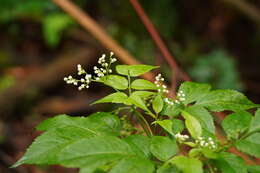 Image of White Elderberry