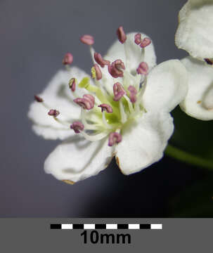 Image of Common Hawthorn