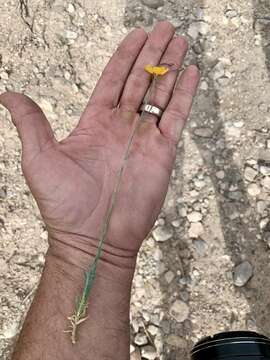 Image of Berlandier's yellow flax