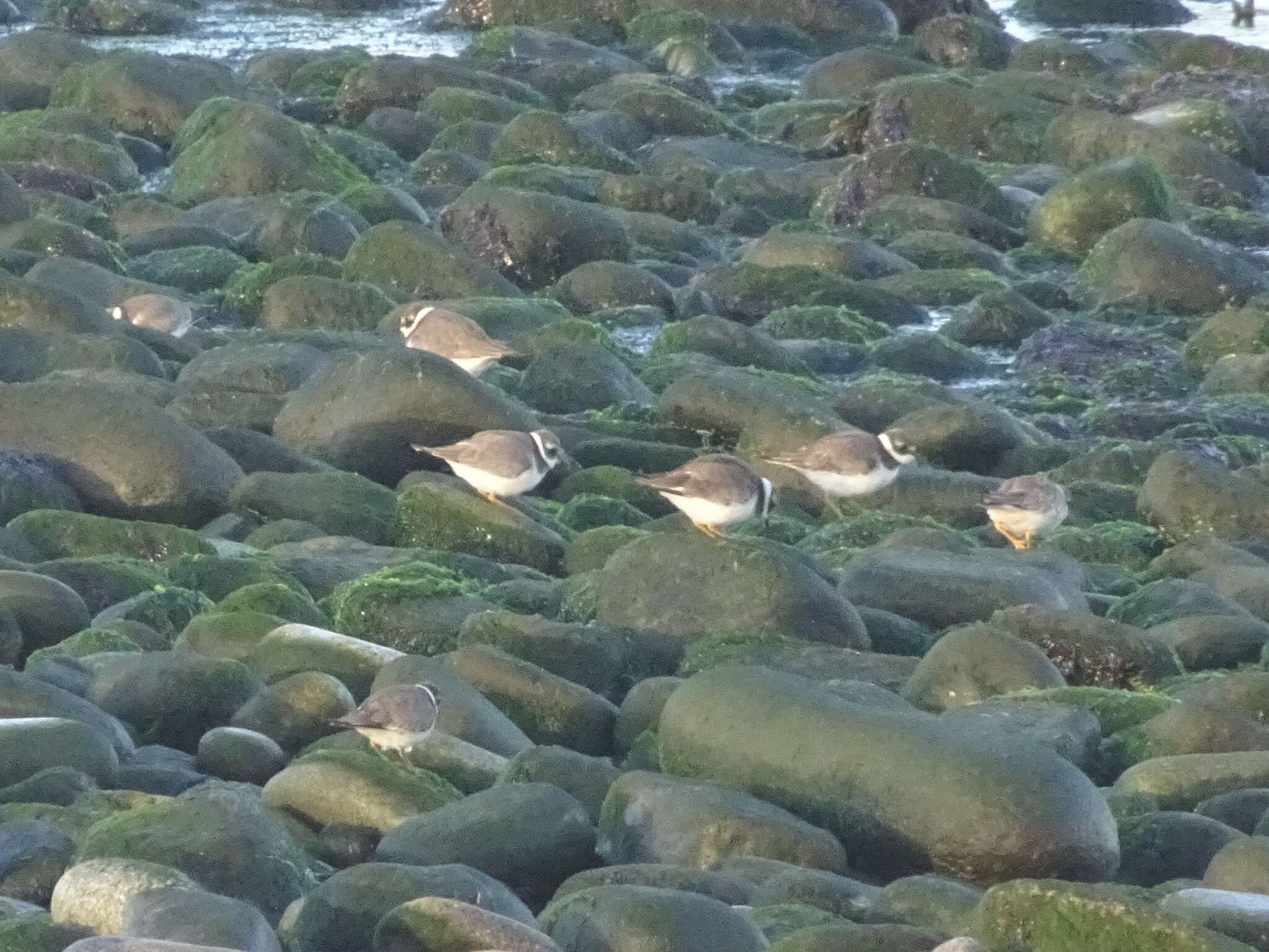 Image of ringed plover, common ringed plover