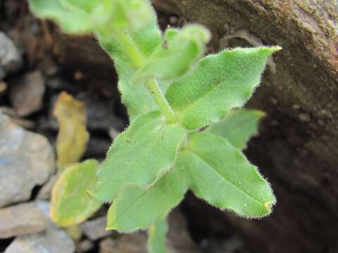 Image of Cerastium undulatifolium Somm. & Levier