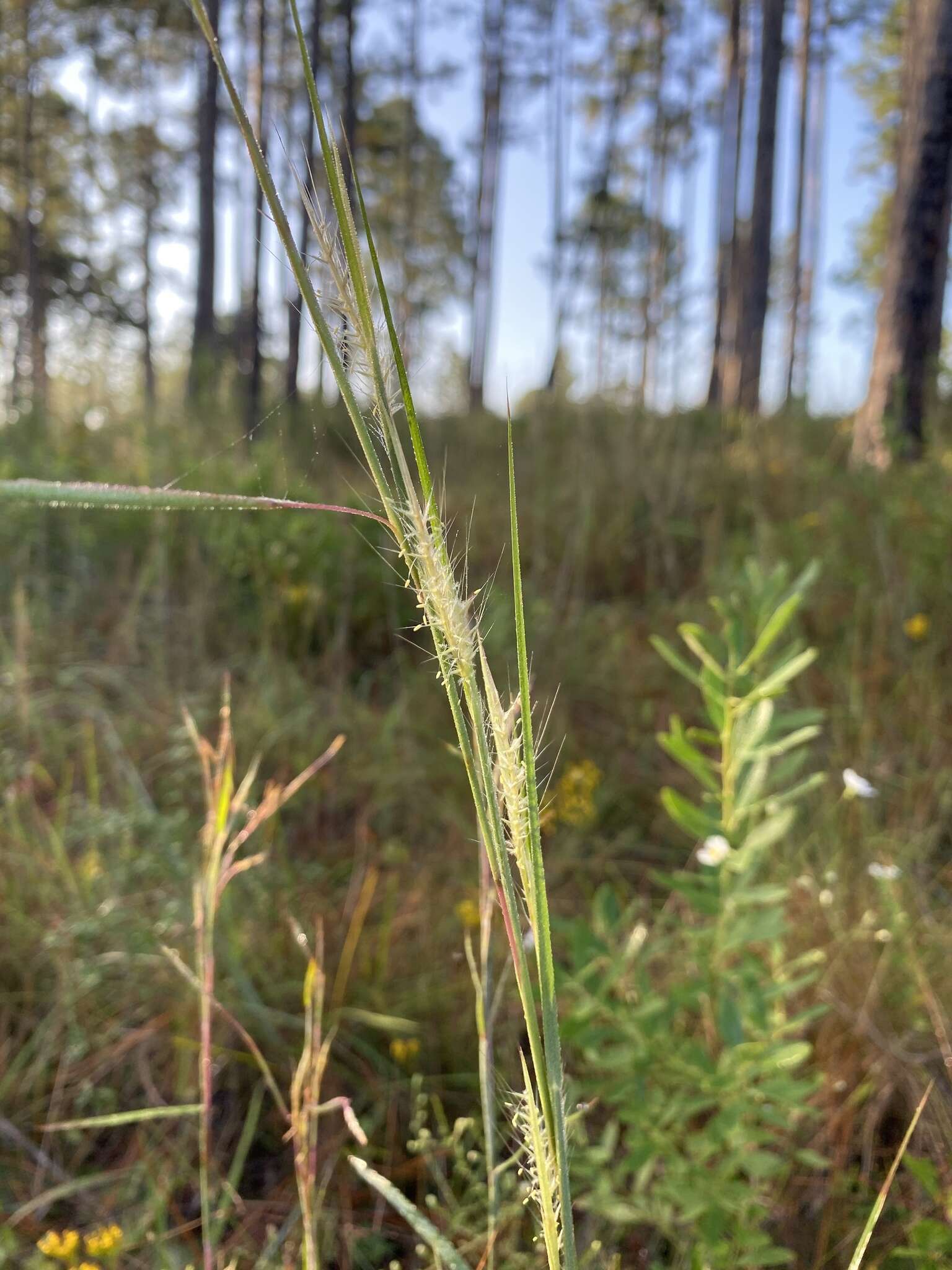 Schizachyrium scoparium subsp. divergens (Hack.) Gandhi & Smeins resmi