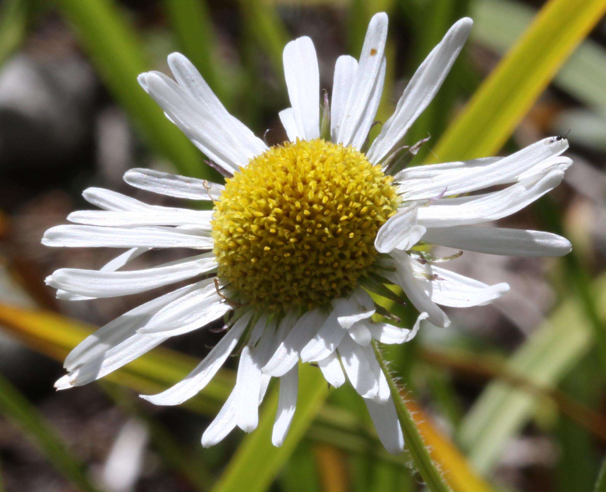 Image of large mountain fleabane