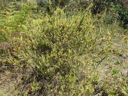 Image of Epacris calvertiana F. Muell.