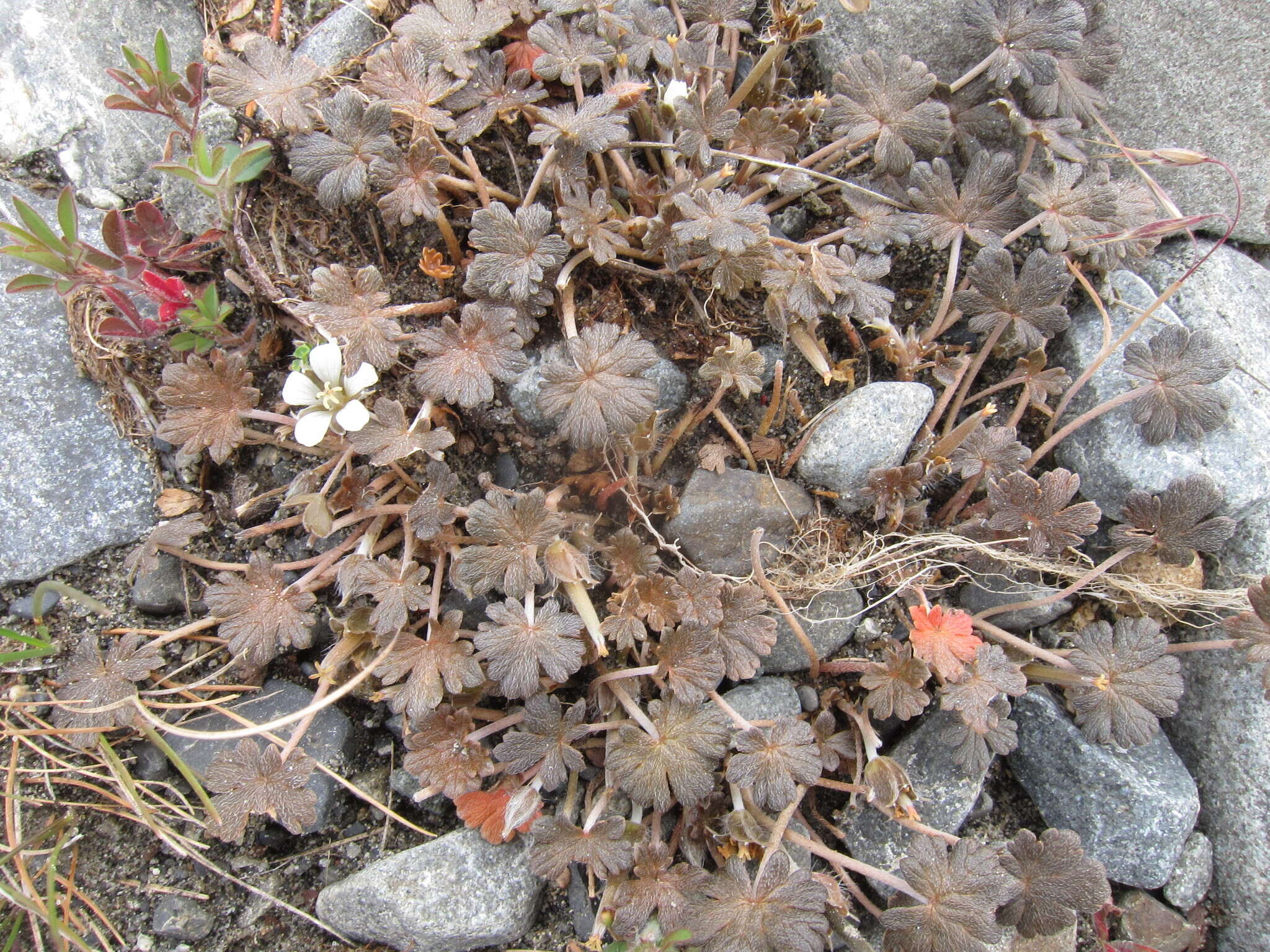 Imagem de Geranium brevicaule Hook.