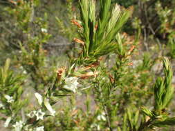 Image of Epacris calvertiana F. Muell.