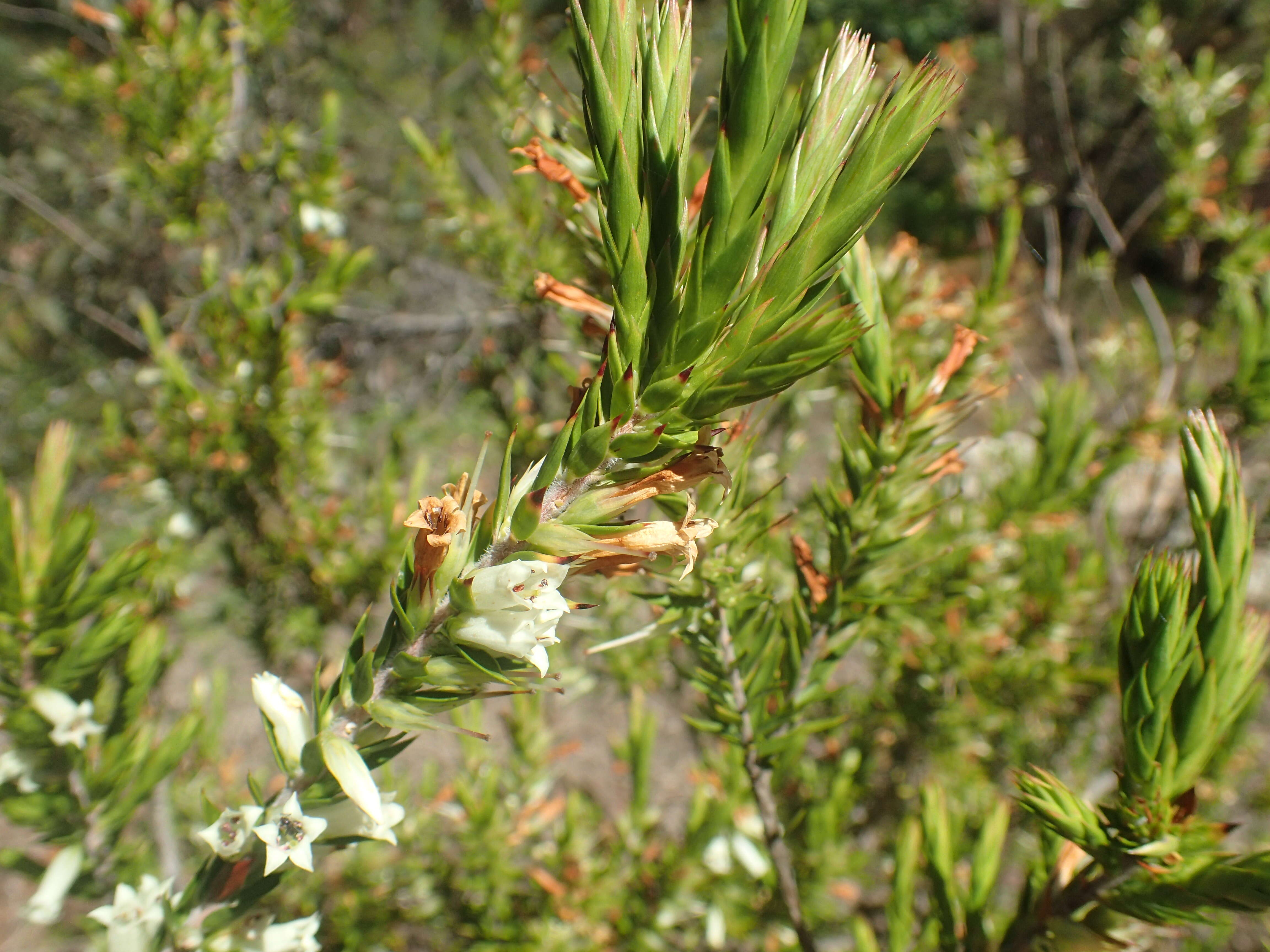 Image of Epacris calvertiana F. Muell.