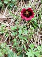 Image of Potentilla rubra Willd. ex Schltdl.