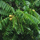 Image of Bolivian walnut