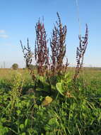 Imagem de Rumex obtusifolius L.