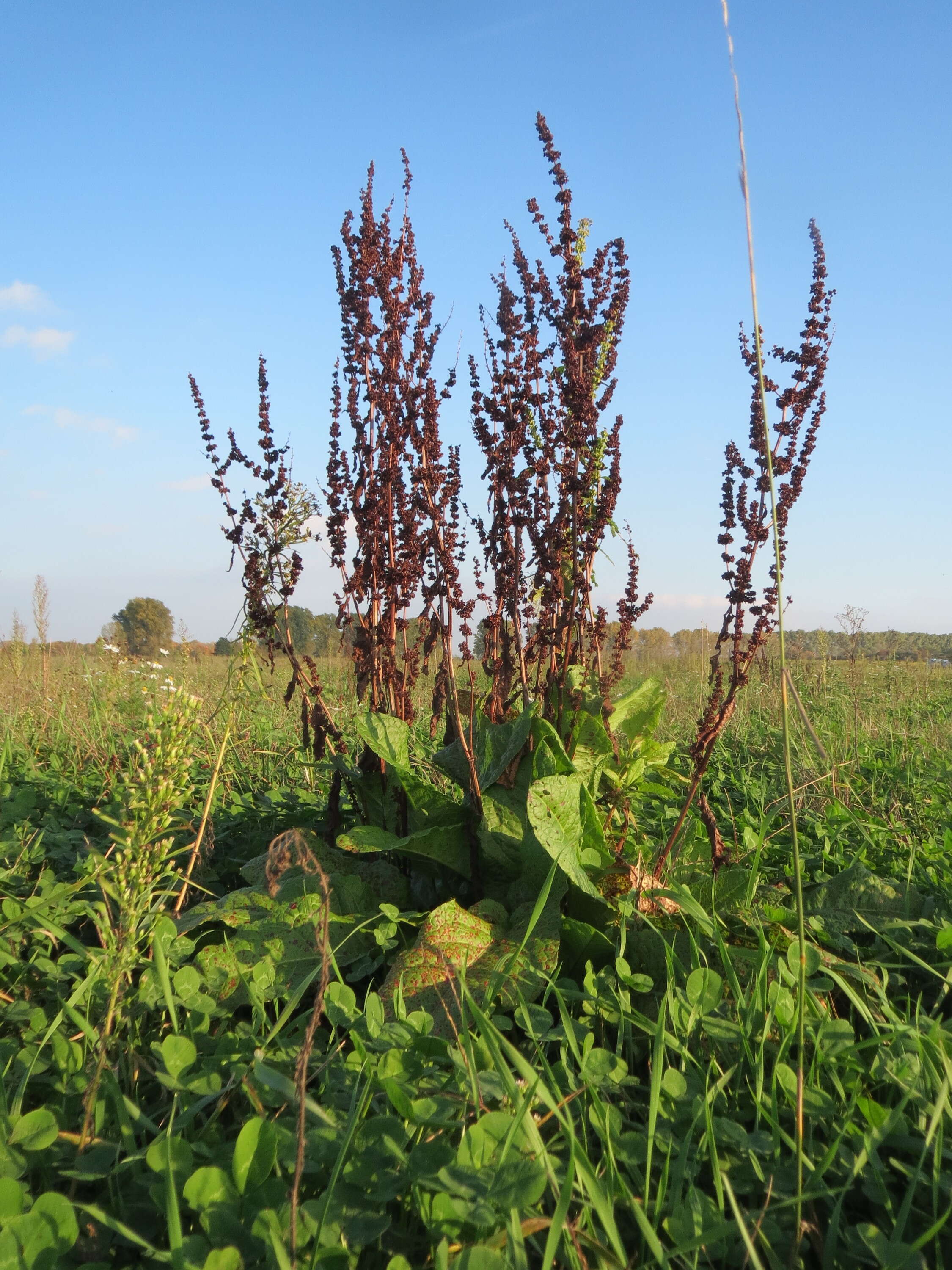 Imagem de Rumex obtusifolius L.