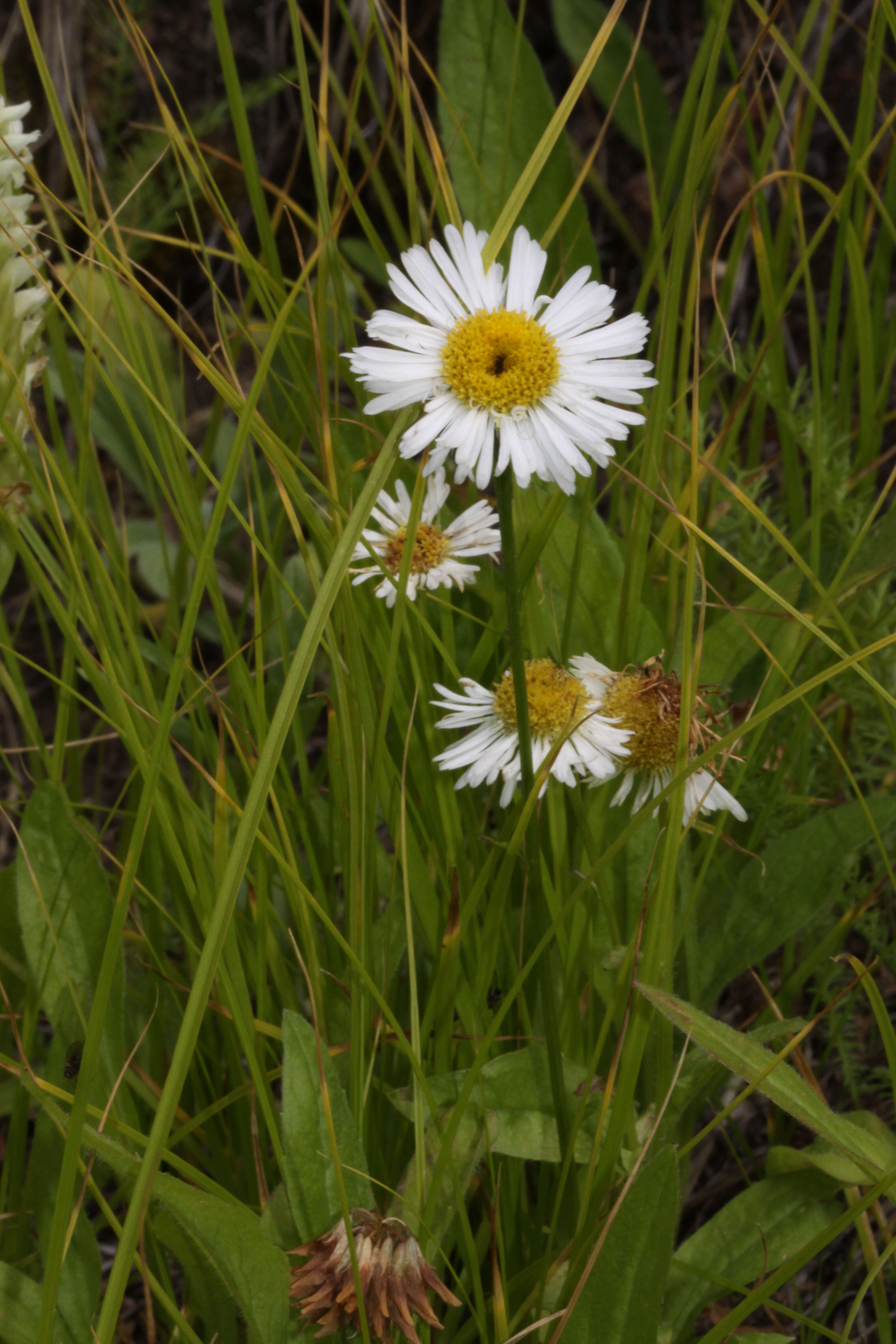 Image of large mountain fleabane