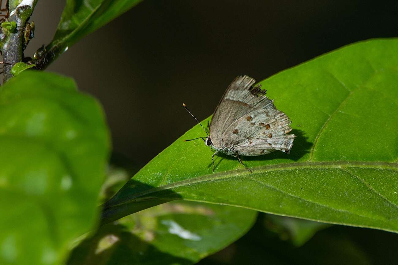 Слика од Tmolus echion (Linnaeus 1767)