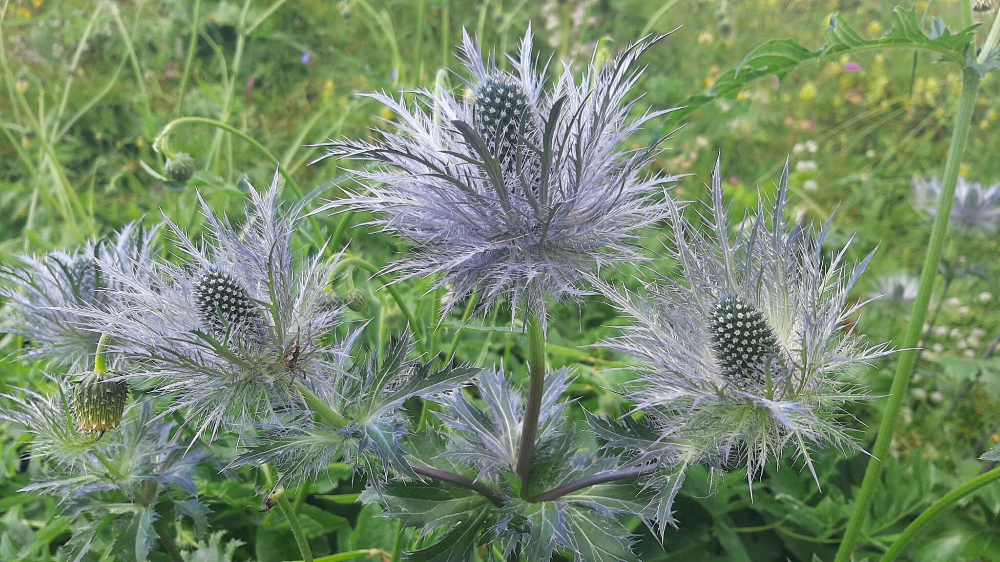 Imagem de Eryngium alpinum L.